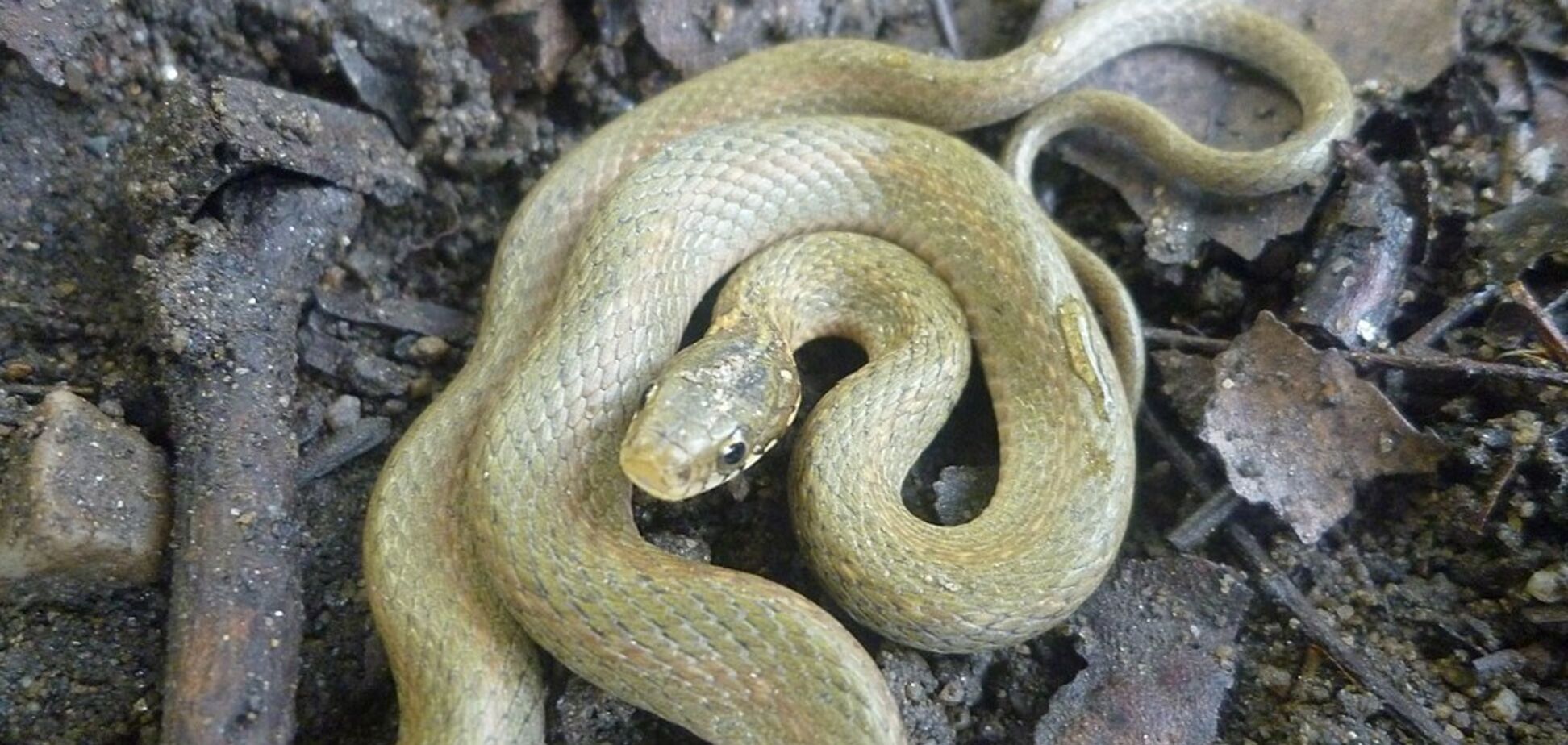 Вымазывают себя кровью и фекалиями. Ученые ошеломили заявлением о змеях, имитирующих свою смерть перед хищниками