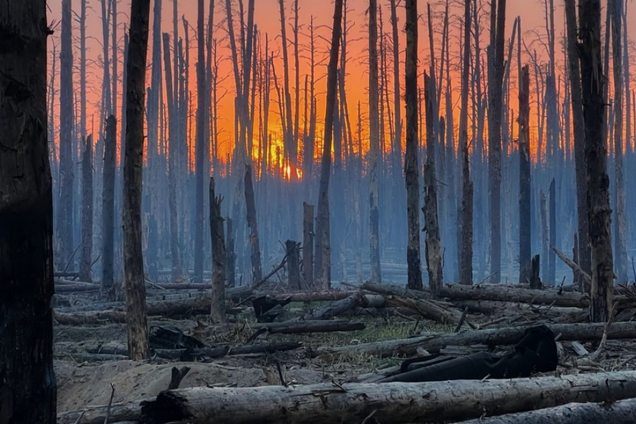 Росія влаштувала на окупованій частині Донбасу масову вирубку лісів – ЦНС