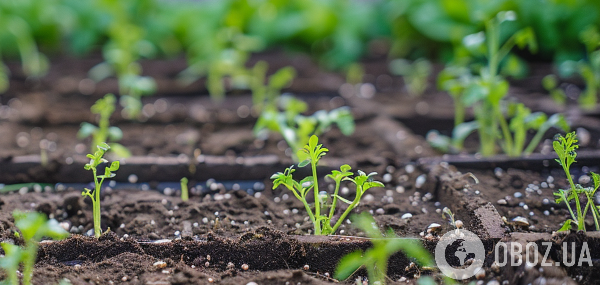 Как пересаживать рассаду в открытую почву и не повредить ее: полезные советы