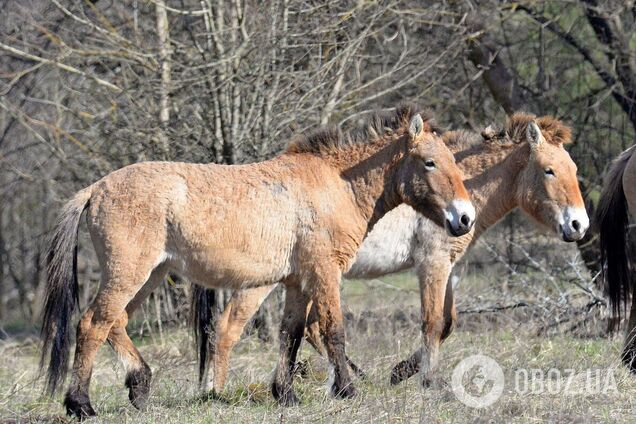 В Зоне на российской мине подорвалось краснокнижное животное