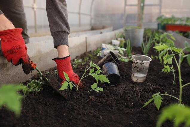 Корисне та захопливе хобі: чому вам варто спробувати зайнятись садівництвом 