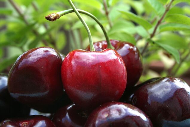 В Украине на рынке черешню продают по 1600 грн/кг
