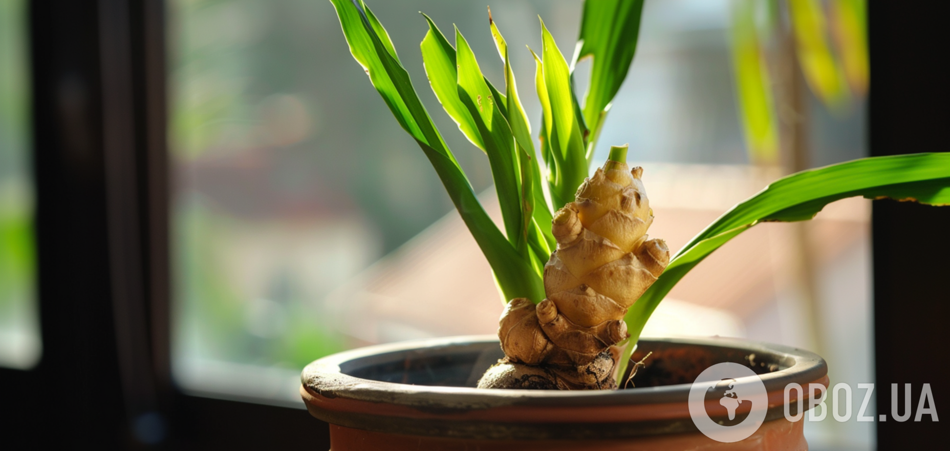 Отримаєте гарні квіти і користь: як виростити вдома імбир
