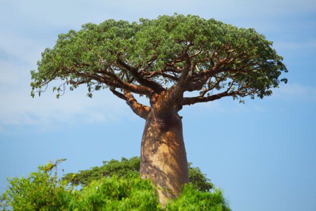 Вчені розгадали таємницю 'дерева життя', яке з'явилося на Землі 21 млн років тому