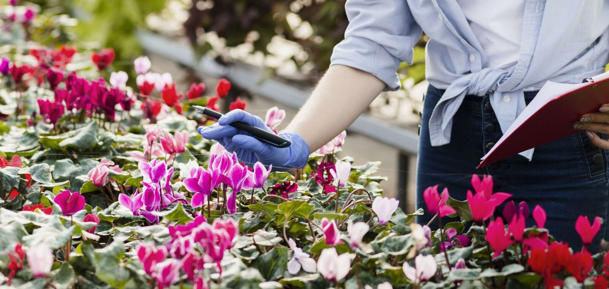 Будьте осторожны: какие цветы для сада на самом деле ядовиты