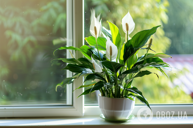 Чому не цвіте спатифілум: експерти описали всі причини