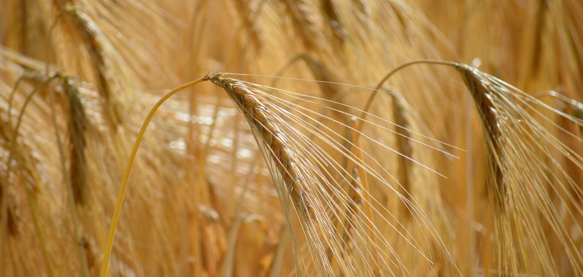 Почему вам следует чаще употреблять ячмень: польза и преимущества в рационе