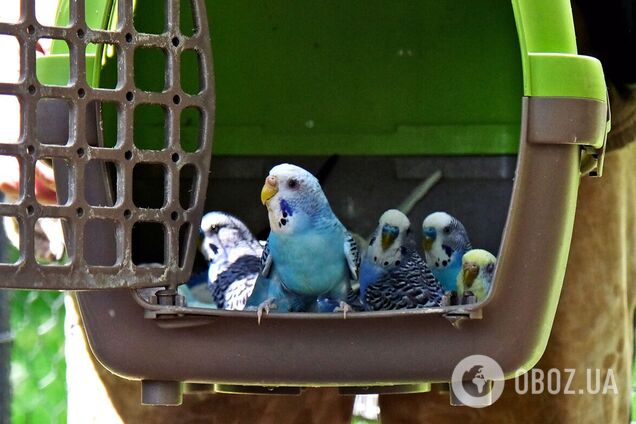 Спасенных попугаев переселили в новый авиарию