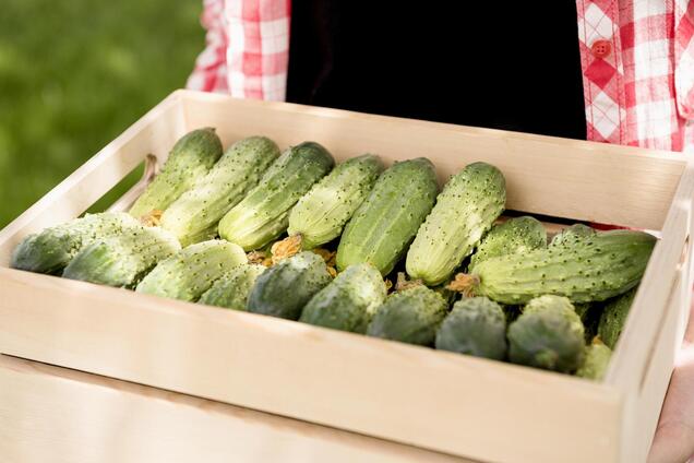Цены на огурцы в Украине катятся вниз