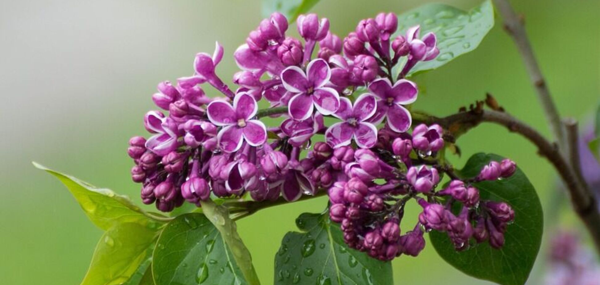 Заморозки зміняться грозами: синоптики дали прогноз погоди на суботу, 18 травня