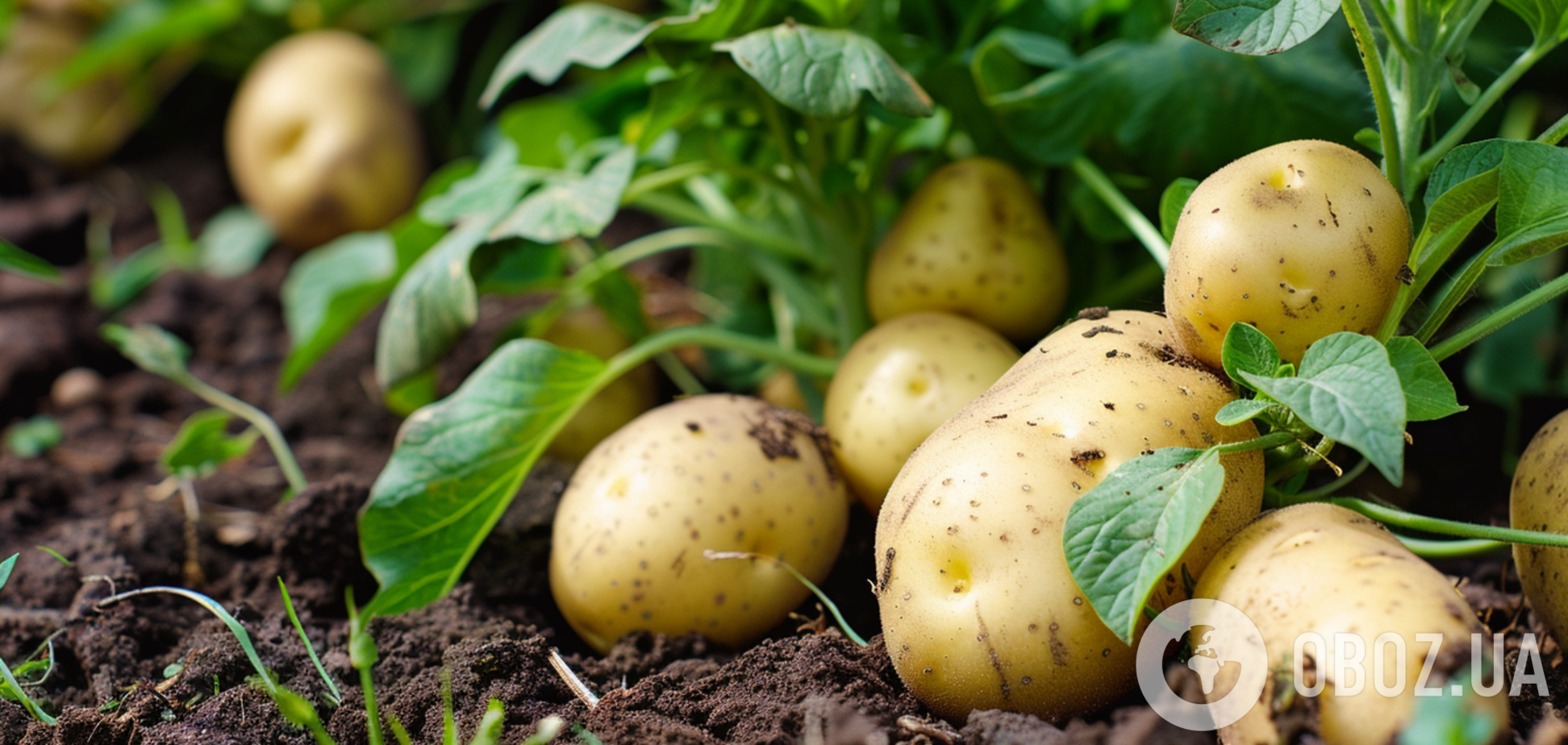 Як виростити гарний урожай картоплі: помилки, що все псують