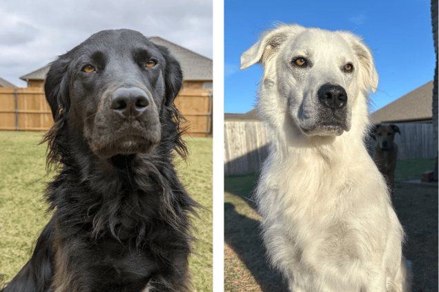 В США черная собака за 2 года стала белой из-за 'болезни Майкла Джексона'. Фото