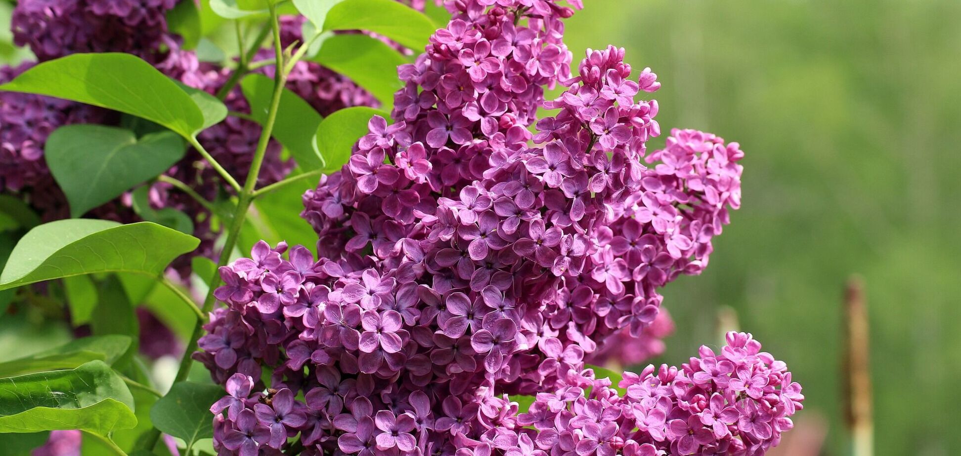 Станет 'свежее': синоптик рассказала, когда ждать похолодания в Украине. Карта