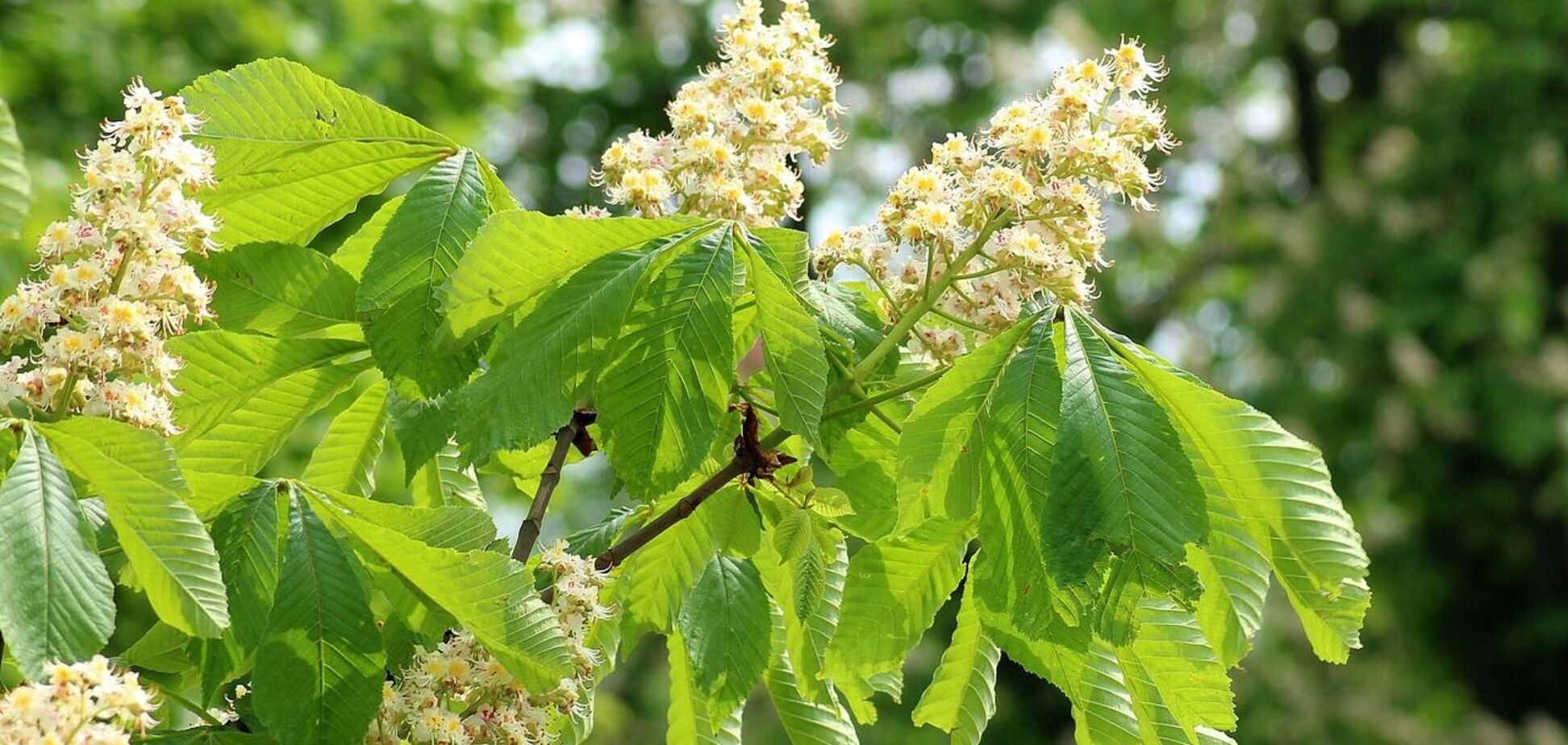 Тепло і майже без опадів: синоптики дали прогноз погоди на вівторок, 21 травня