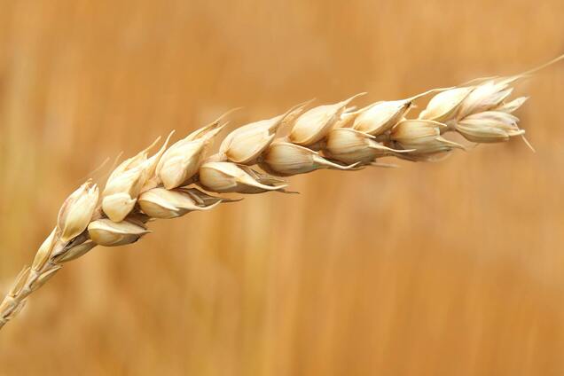 Что следует знать об аллергии на пшеницу: какие продукты есть, а чего надо избегать
