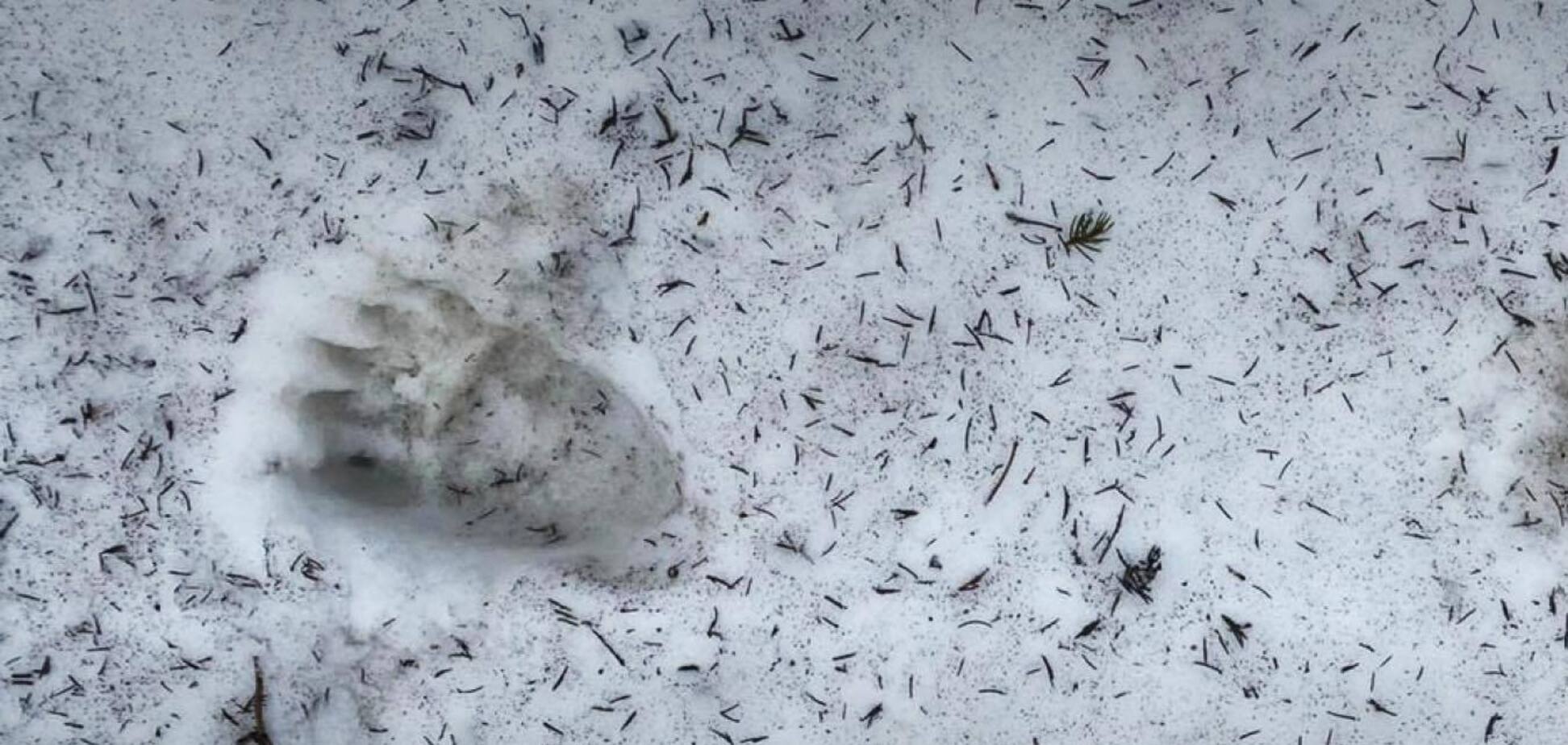 Опасно для жизни: пограничники предупредили уклонистов о медведях на границе с Румынией