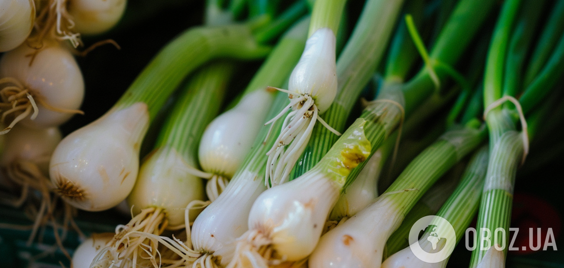 Что делать, если желтеет лук: советы для дачников