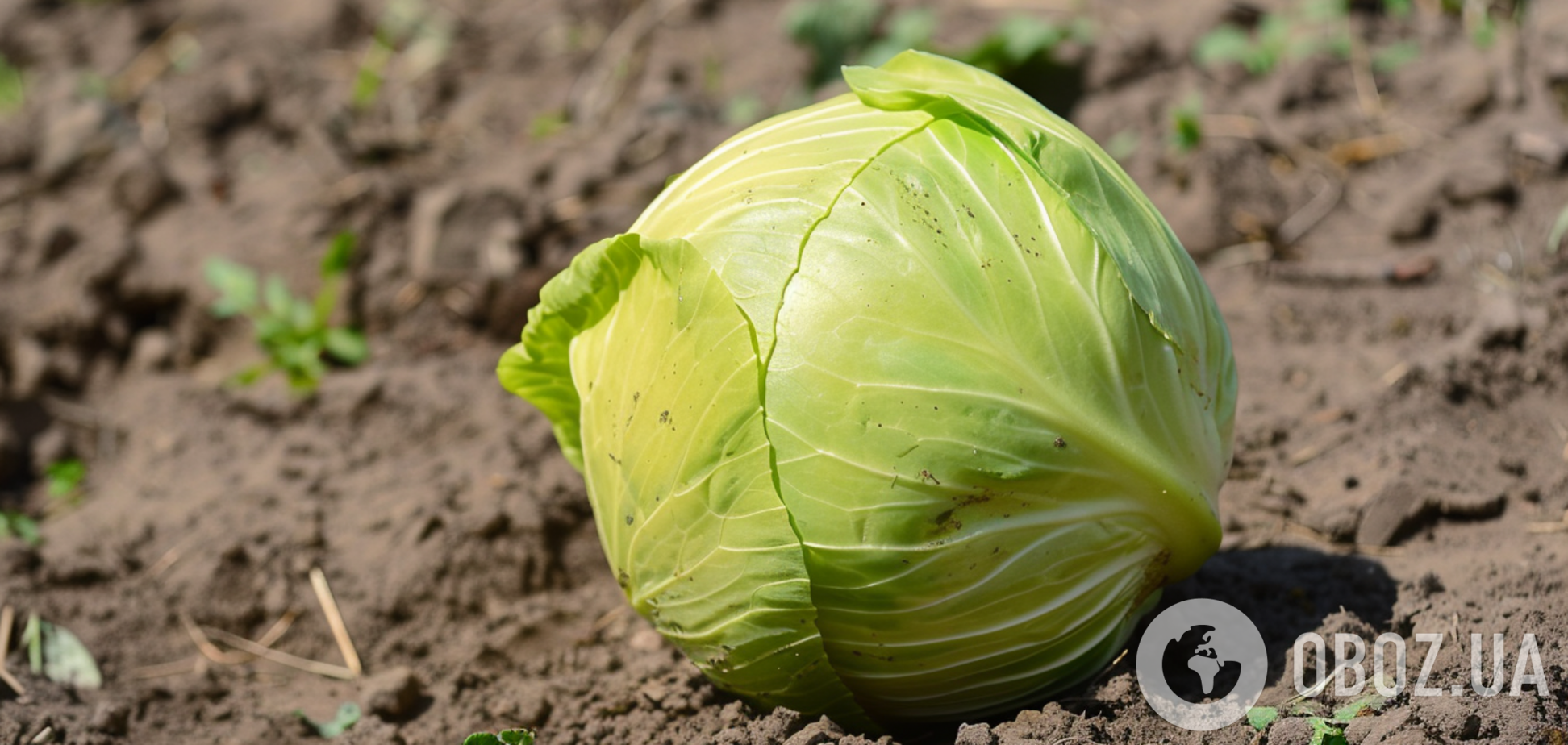 Не пропустіть момент: чим підживити капусту для багатого урожаю