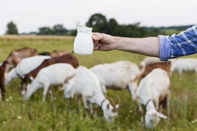 Козье молоко: ингредиент красоты, творящий чудеса с кожей