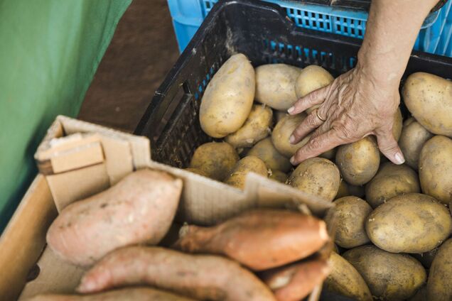 Цены на картошку в Украине растут