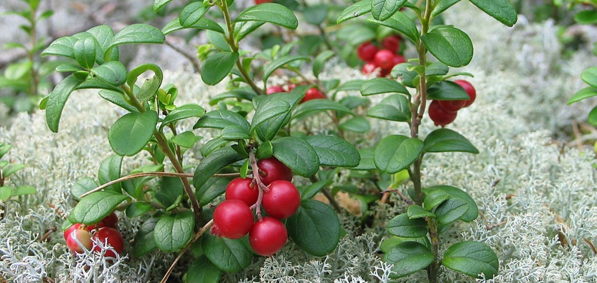 Брусника: маленькая красная ягода с большими преимуществами для здоровья