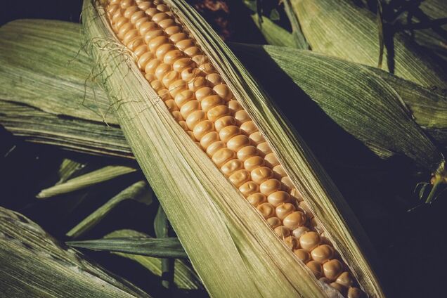 Що потрібно знати перед споживанням кукурудзи: її харчова цінність