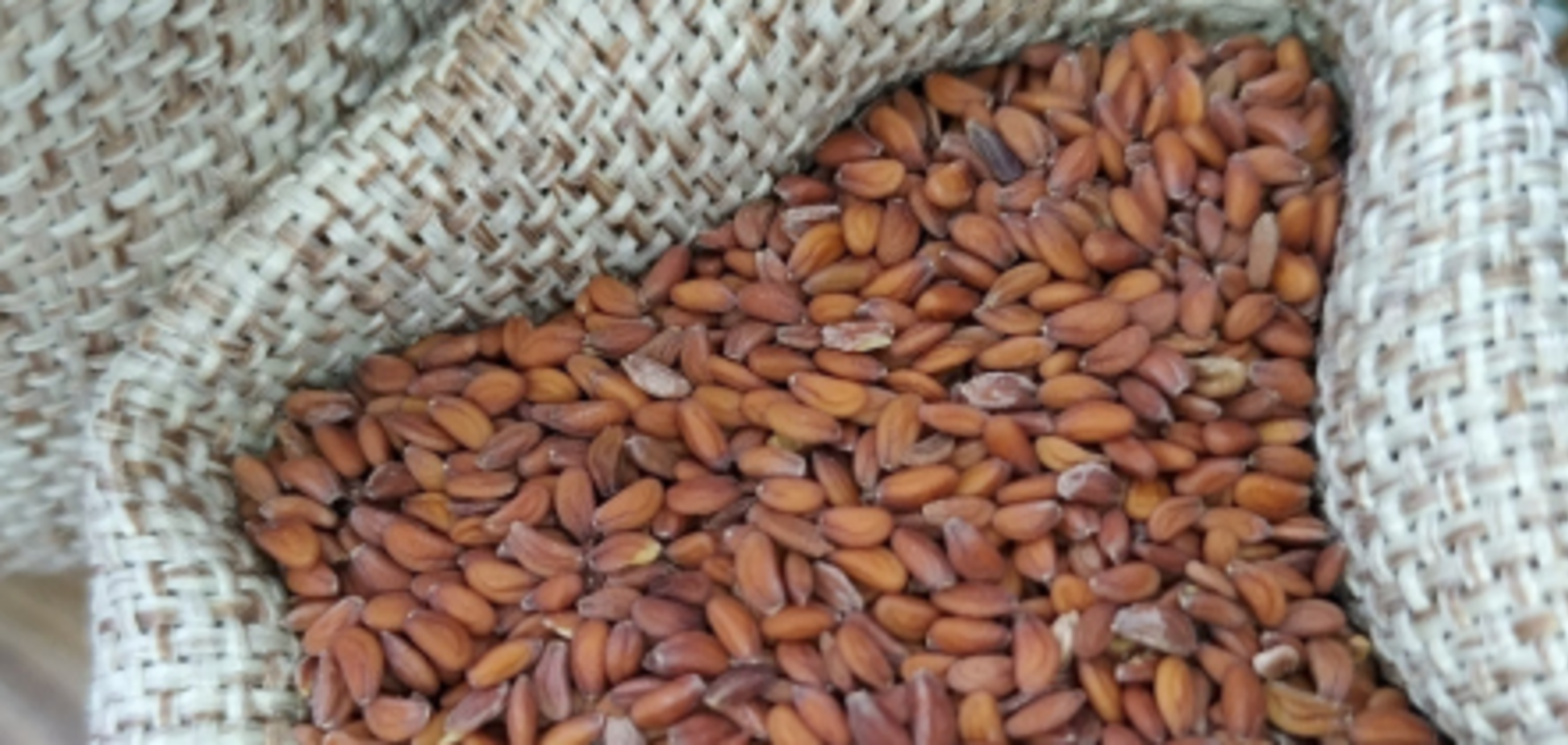 Користь для здоров’я: чому ви повинні вживати насіння крес-салату