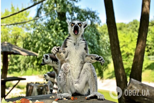 На острови переселились родини капуцинів та лемурів