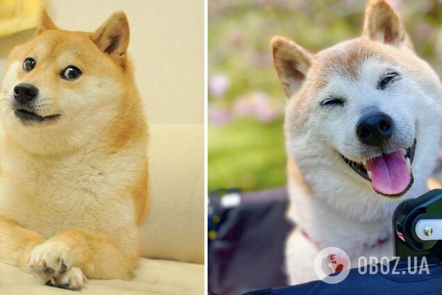 Умерла легендарная собака-мем Кабосу, которая была лицом криптовалюты Doge. Фото