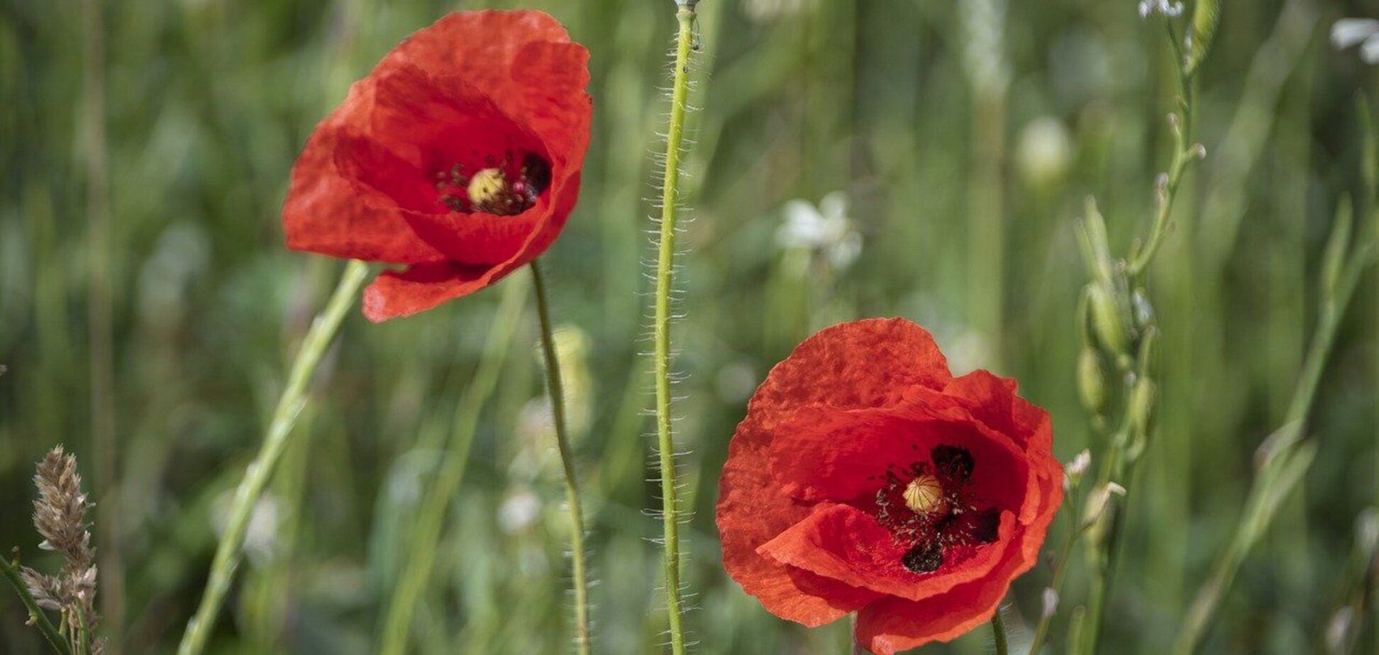 Местами кратковременные дожди и грозы: синоптики дали прогноз погоды на субботу, 25 мая