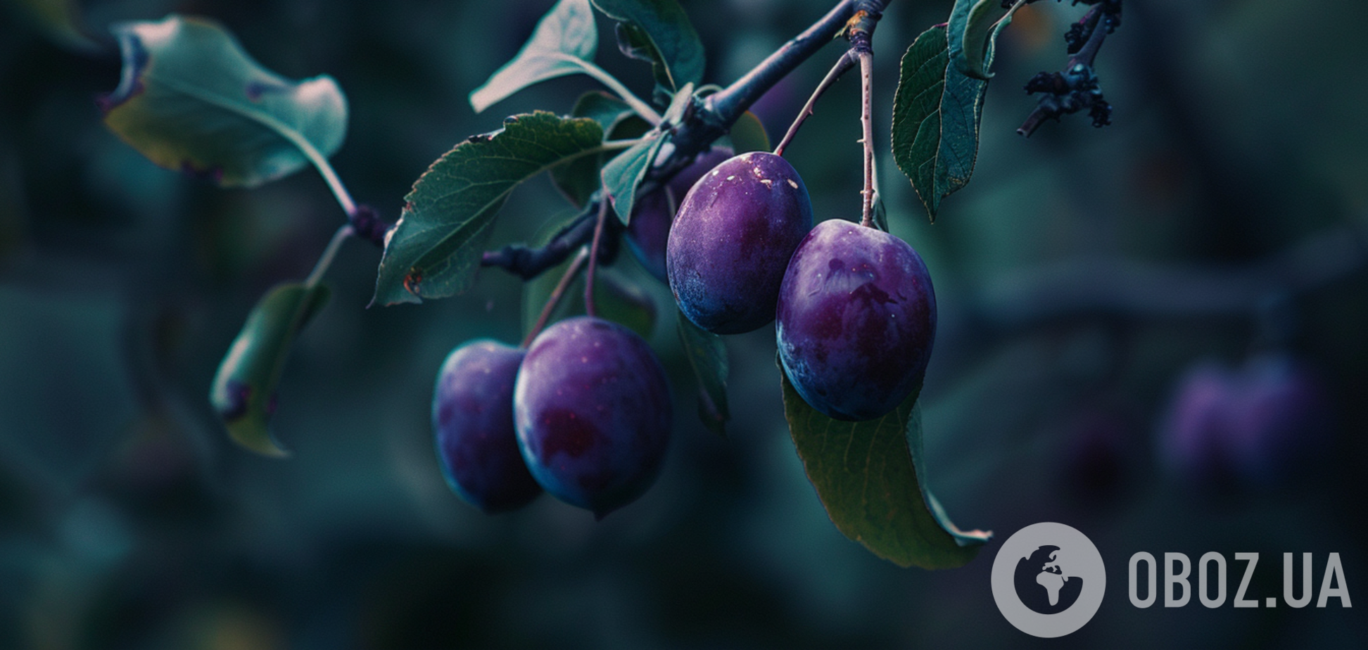 Как правильно подкормить сливу: плодов будет вдвое больше