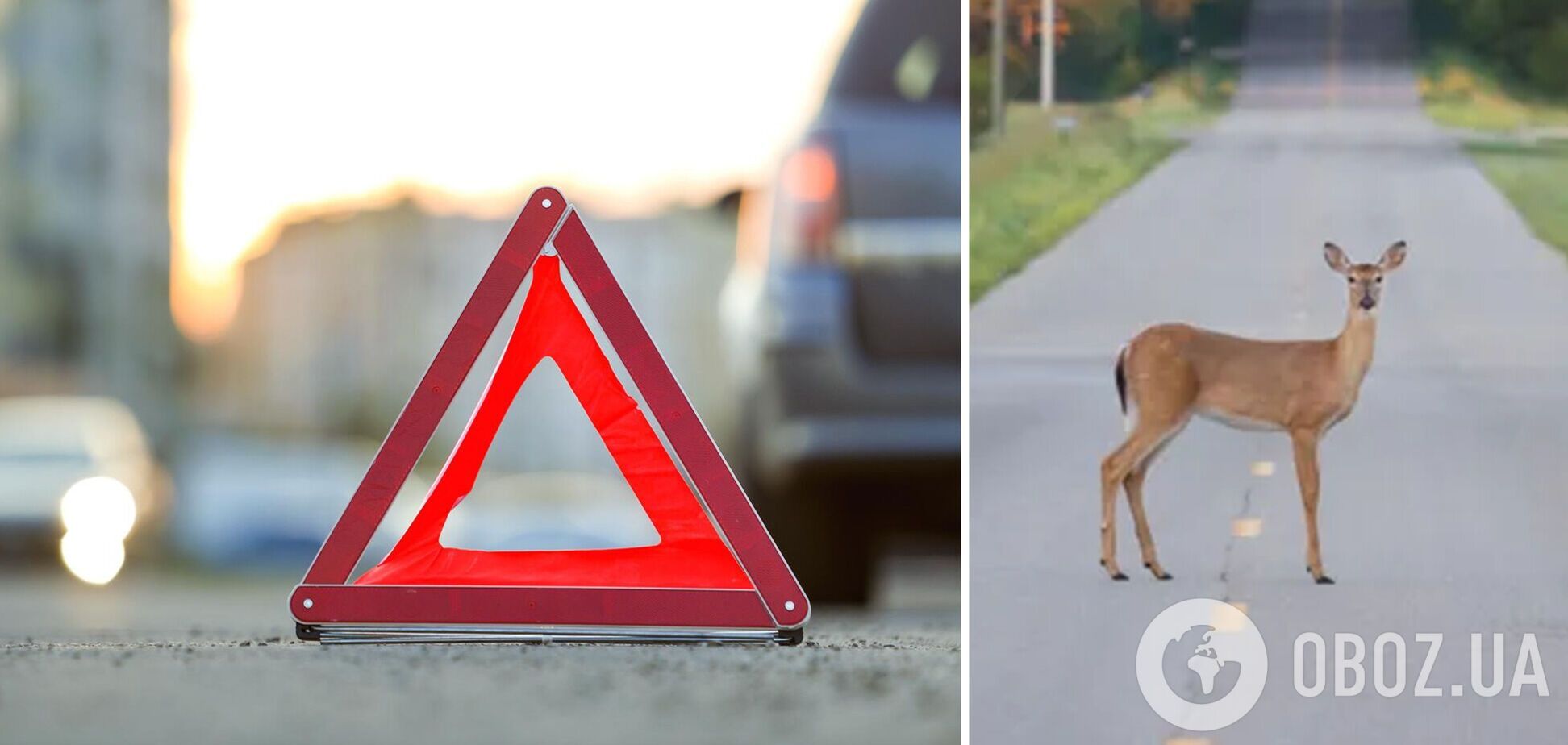 Животное оказалось на проезжей части