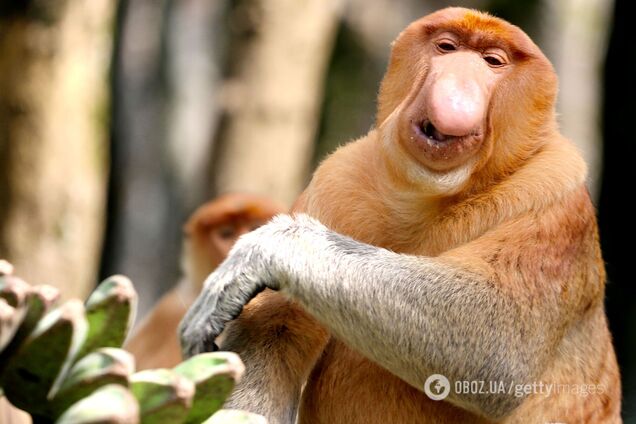 Вчені розгадали таємницю 'найпотворніших тварин світу': чому в них такі гігантські носи. Фото