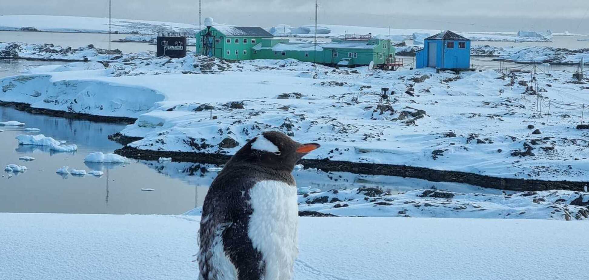 Украинские полярники ответили на критику в соцсетях