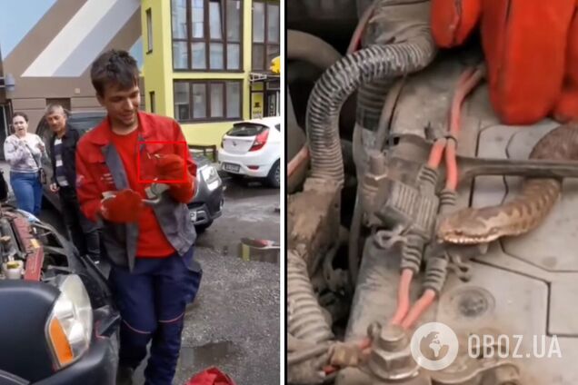 Гадюка приїхала до Києва зі Львова