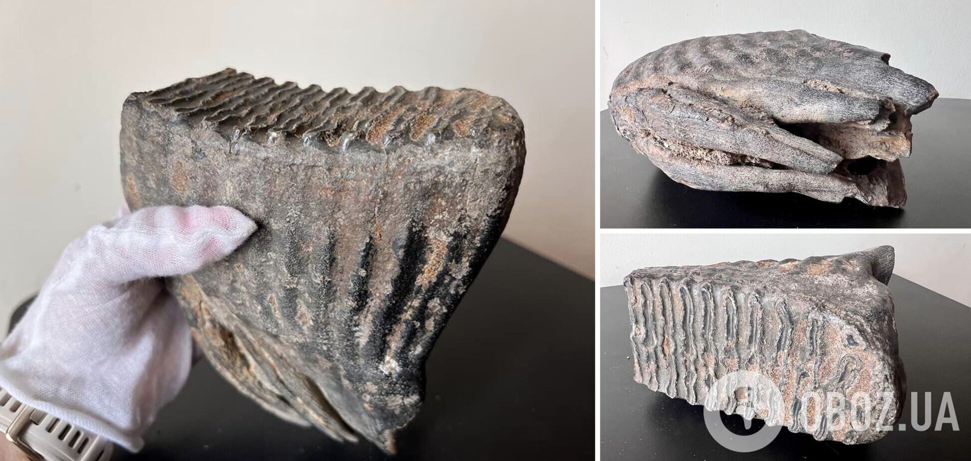 Палеонтологическая находка была изъята