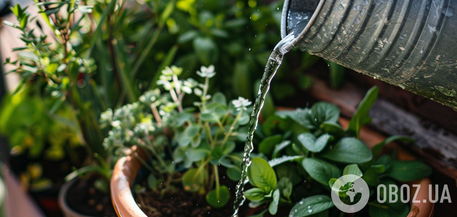 Які рослини і навіщо поливають бурштиновою кислотою: корисна хитрість із аптечним засобом