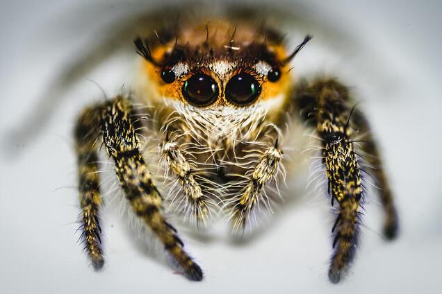 'Я не бачив нічого подібного раніше'. У Великій Британії виявили новий вид крихітних павуків-стрибунів