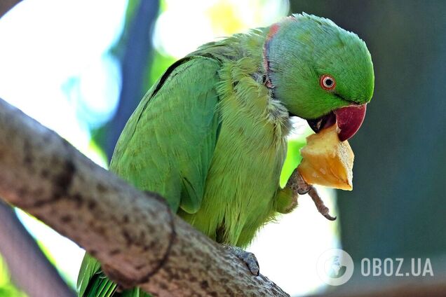 В зоопарке для спасенных попугаев создали новый вольер