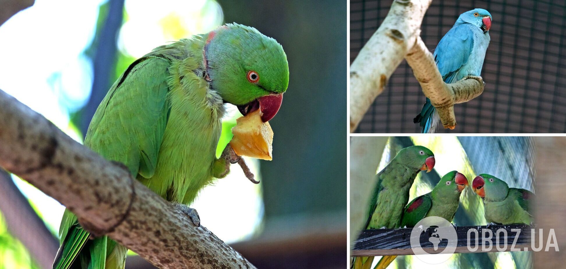 В зоопарке для спасенных попугаев создали новый вольер
