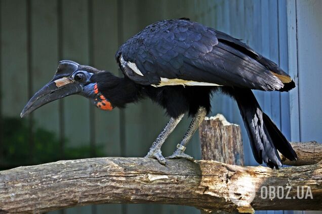 Кромкачі абисінські