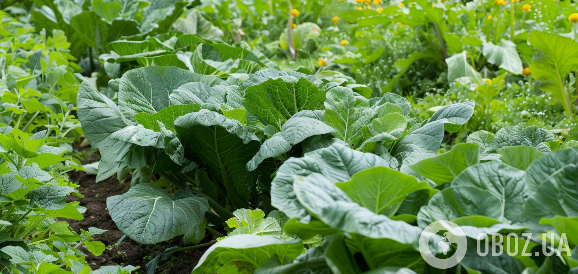 Как избавиться от слизней на огороде: простая инструкция