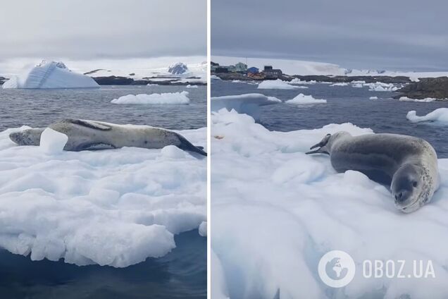 Украинские полярники показали морского леопарда, который решил 'позагорать': видео