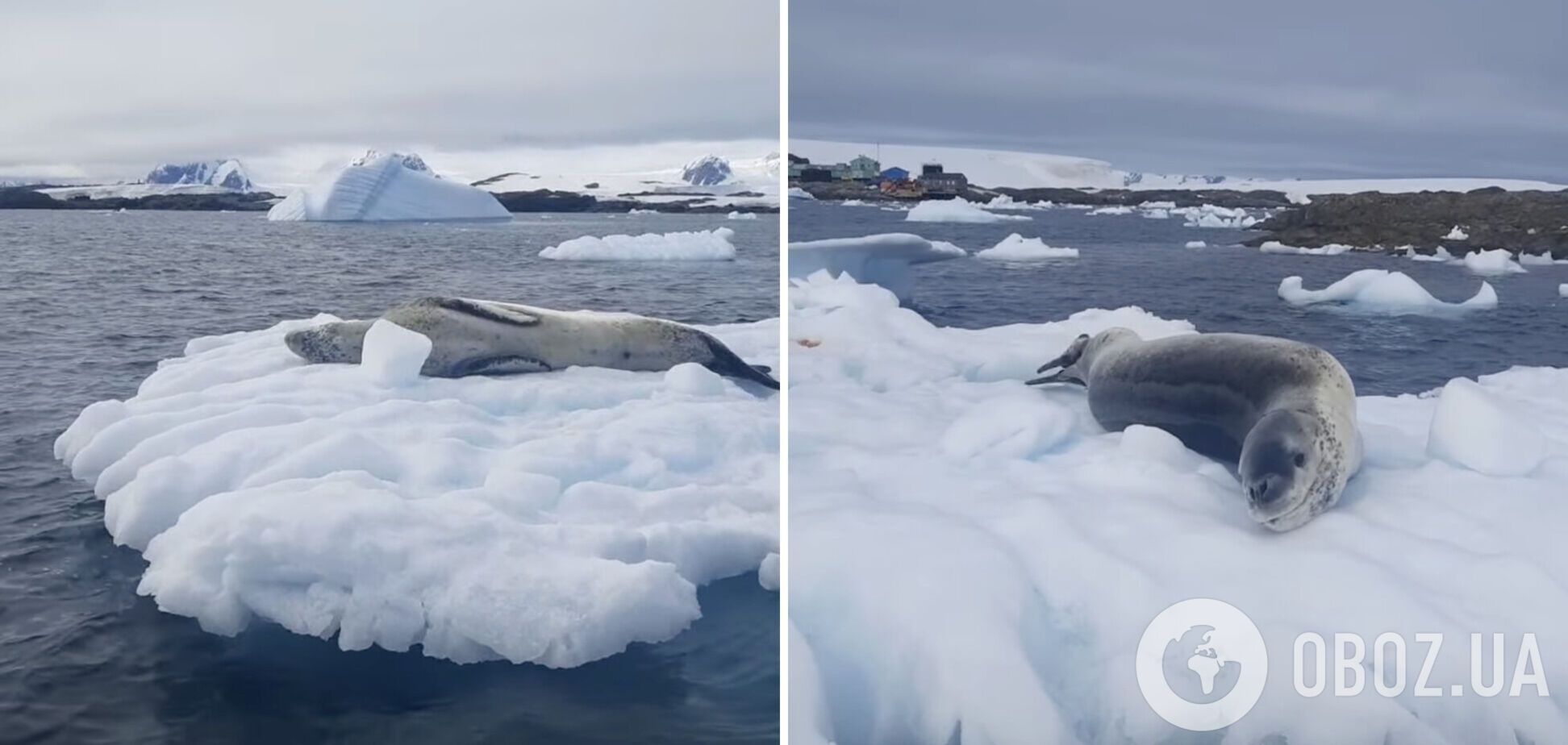 Украинские полярники показали морского леопарда, который решил 'позагорать': видео
