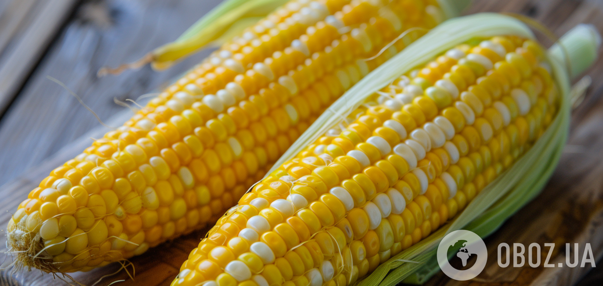 Когда сажают кукурузу: как выбрать лучшее место на огороде