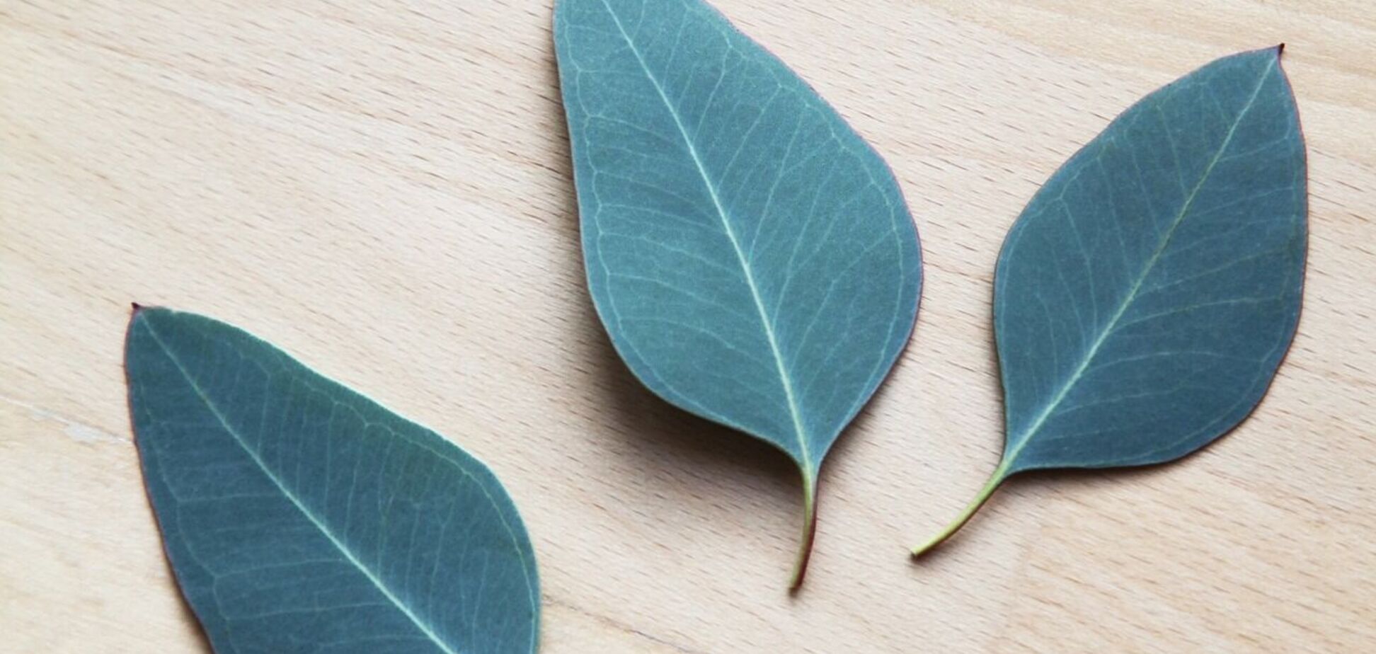 Загоює і знімає біль: все, що потрібно знати про корисні властивості евкаліптової олії