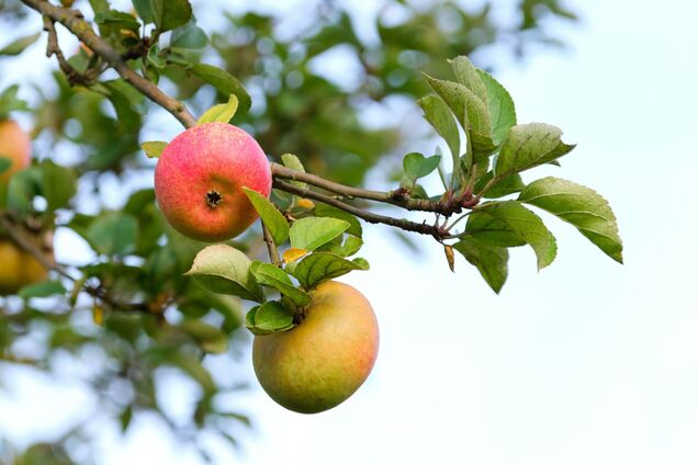 Коли і чим підживлювати яблуні, щоб було більше плодів: поради дачникам