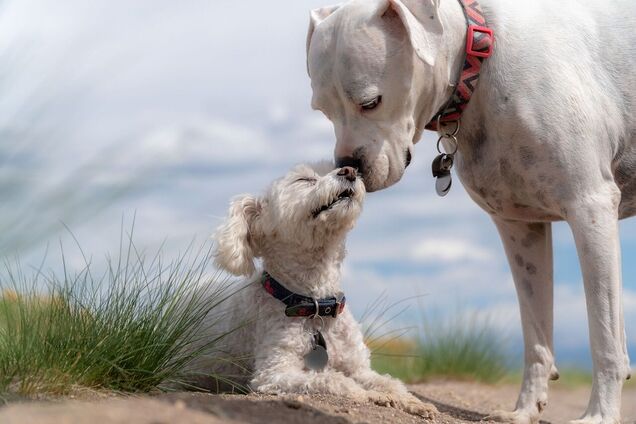 Почему собаки нюхают друг друга: тайна разгадана