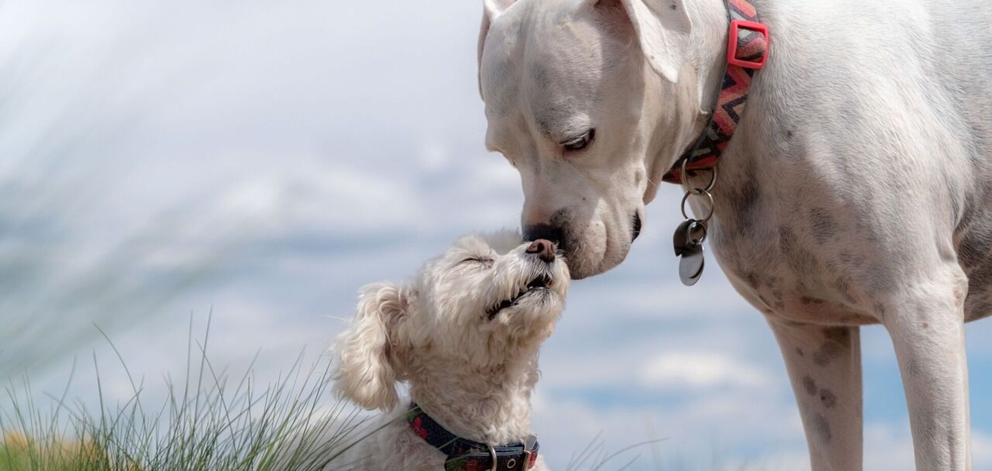 Чому собаки нюхають одне одного: таємницю розгадано