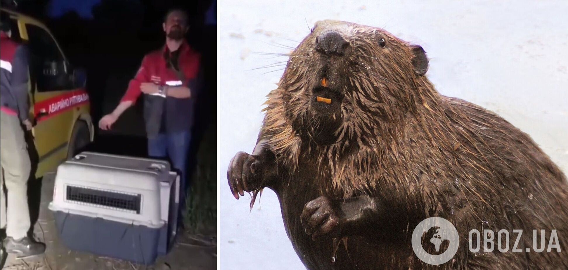 У Києві на Троєщині врятували бобра